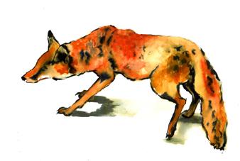 colour fox